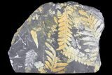 Wide Fossil Seed Fern Plate - Pennsylvania #79689-1